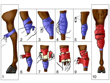 Horse bandage use