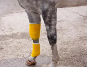 KNEE BANDAGE