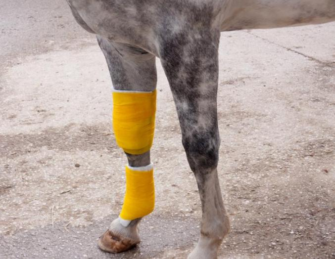 The application of cohesive bandage in horse race