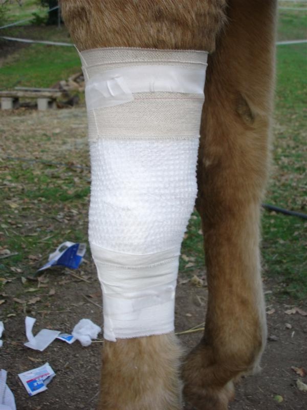 Apply elastic adhesive bandages to the horse